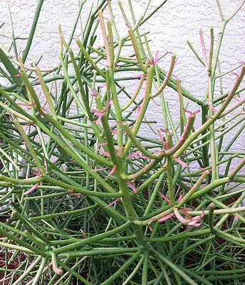 Euphorbia Firesticks 5 Succulent Cuttings Pencil Cactus Looking Plants