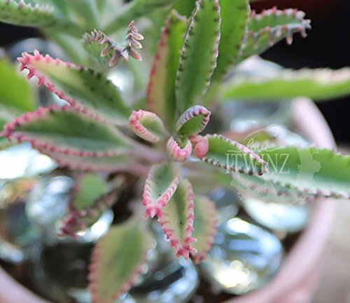 Mother of thousands PINK BUTTERFLIES 1 Rooted Kalanchoe Rare succulent cactus