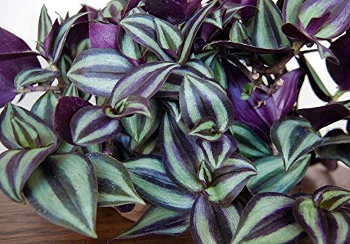 Wandering Jews Tradescantia Zebrina Inch Plant in 4" Pot Silver Purple Burgundy Indoor Plants