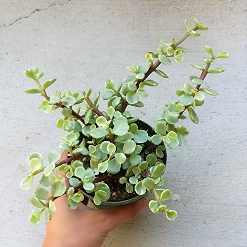 Variegated Elephant Bush Bare Roots Succulent Live Plant Unique Succulent Gift Decoration