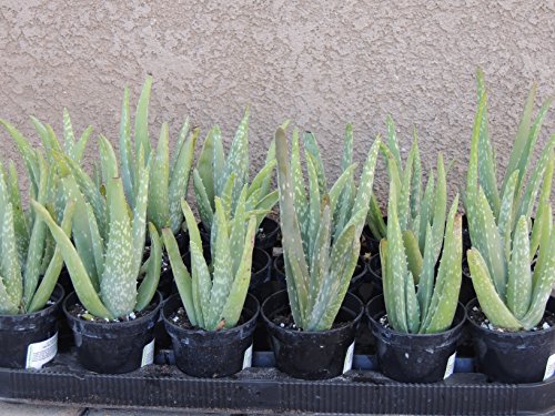 Aloe Vera 2 Rooted Plants 10-12 Inches Tall