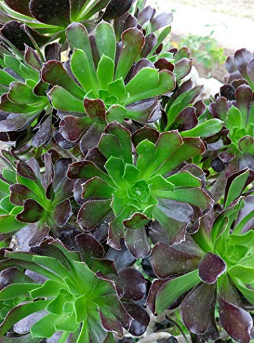 Aeonium Merlot Green Purple Rose Succulent Plant, no Roots 2 Cuttings