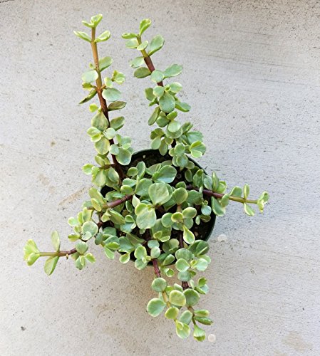 Variegated Elephant Bush Bare Roots Succulent Live Plant Unique Succulent Gift Decoration