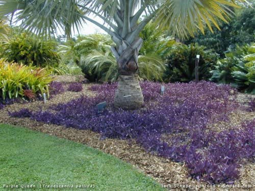 Wandering Jews Purple Heart Tradescantia Pallida Purpurea Plant 5 Cuttings