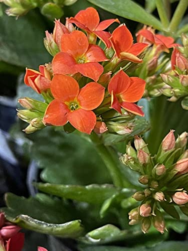 Kalanchoe Blossfeldiana Flaming Katy Orange 1 Cutting of 10 Leaves