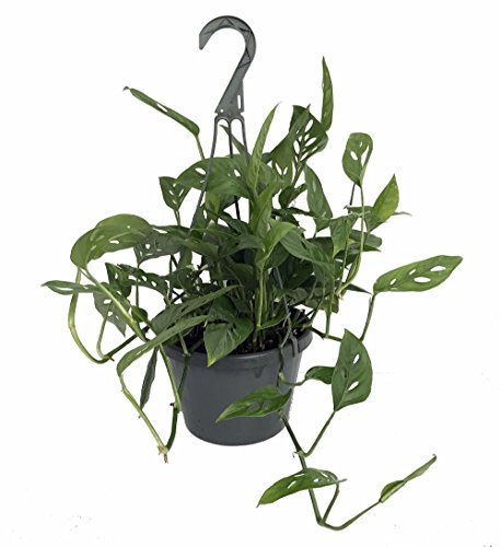 Swiss Cheese Plant - Monstera adansonii - Easy to Grow Old Favorite - 4" Pot