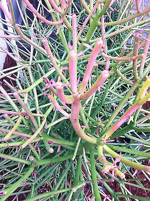 Euphorbia Firesticks 5 Succulent Cuttings Pencil Cactus Looking Plants