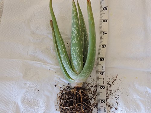 Aloe Vera 2 Rooted Plants 10-12 Inches Tall