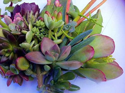 30 Succulent CUTTINGS, Great for Wedding Favor, Party Favor or Showers