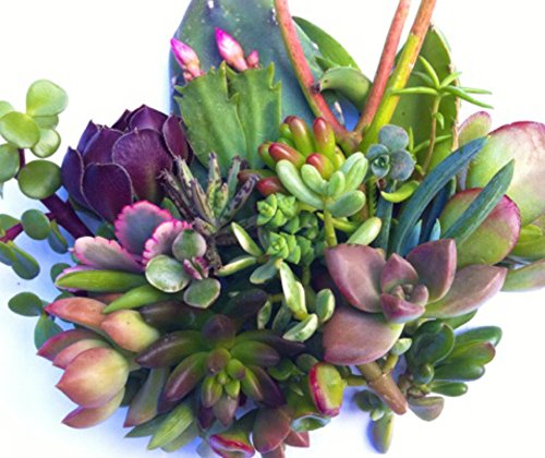 25 Succulent CUTTINGS, Great for Wedding Favor, Party Favor or Showers