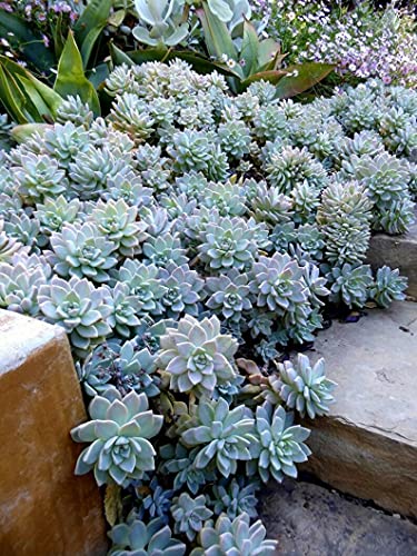 Echeveria Ghost Plant Mother of Pearl Succulents 5 Cuttings Color is light blue or Grey