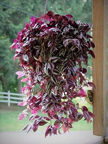 Wandering Jews Tradescantia Zebrina Inch Plant 5 Cuttings Silver Purple Burgundy Indoor Plants