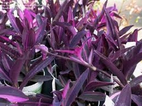 Wandering Jews Purple Heart Tradescantia Pallida Purpurea Plant 15 Cuttings