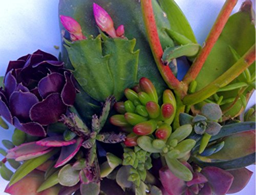 30 Succulent CUTTINGS, Great for Wedding Favor, Party Favor or Showers