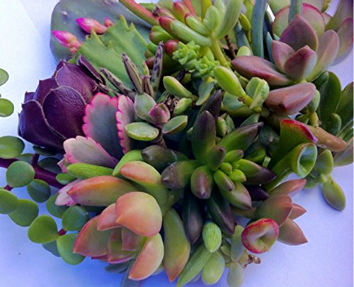 50 Succulent CUTTINGS, Great for Wedding Favor, Party Favor or Showers