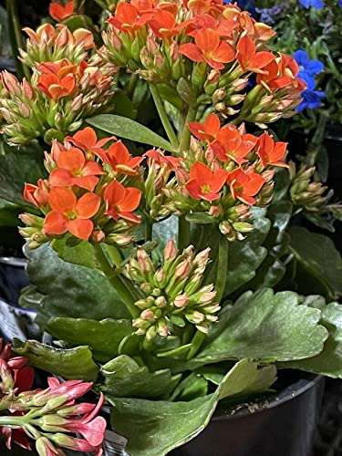 Kalanchoe Blossfeldiana Flaming Katy Orange 1 Cutting of 10 Leaves