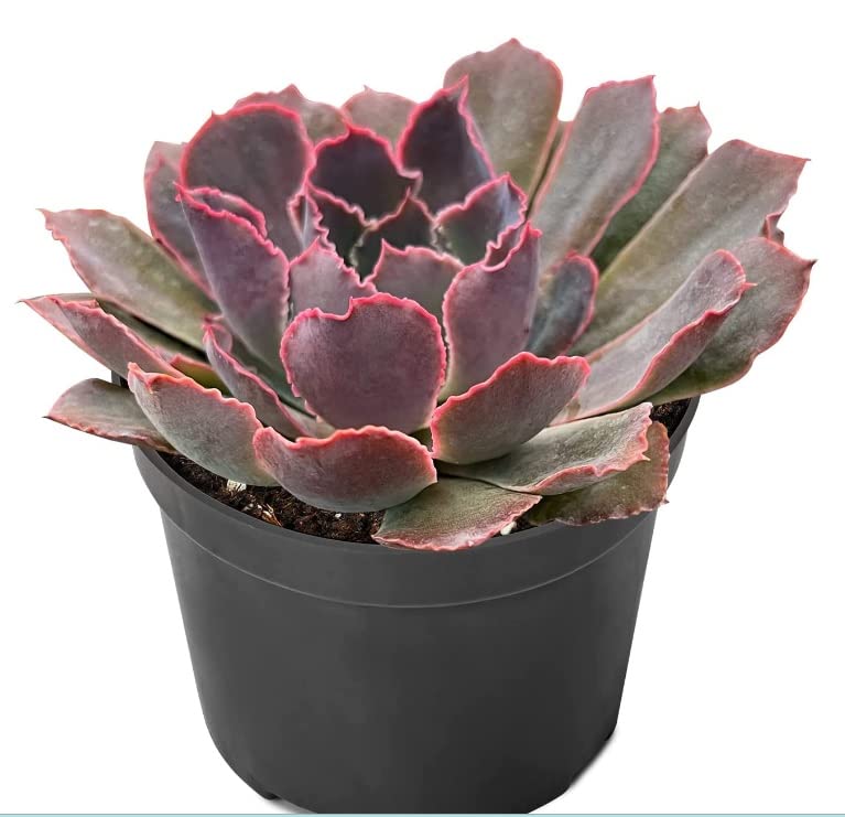 Echeveria Neon Breakers 4" Size Drought Tolerant and Easy to Grow Succulent