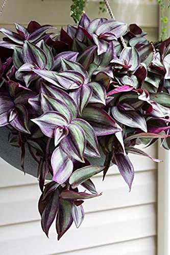 Wandering Jews Tradescantia Zebrina Inch Plant 5 Cuttings Silver Purple Burgundy Indoor Plants