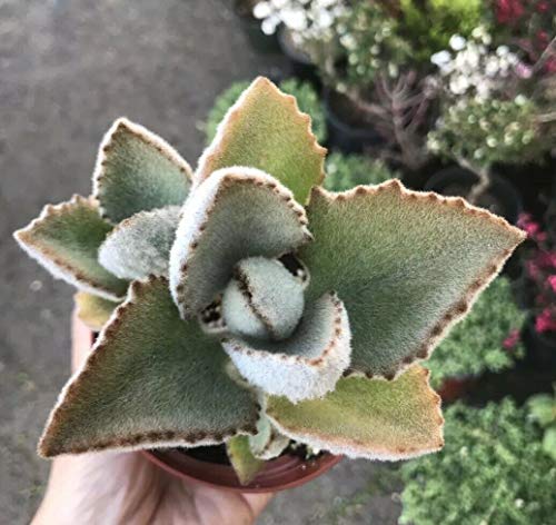 Kalanchoe Beharensis Fang, Felt Plant -Velvety Feel Succulent