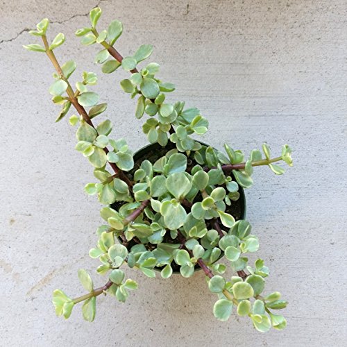 Variegated Elephant Bush Bare Roots Succulent Live Plant Unique Succulent Gift Decoration