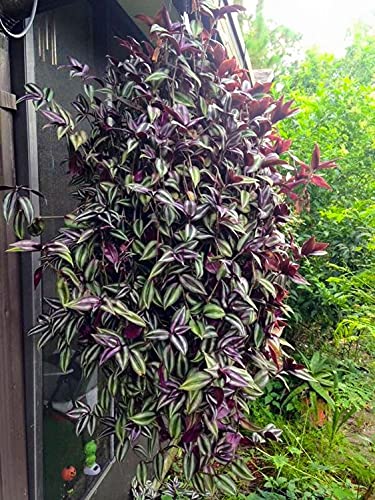 Wandering Jews Tradescantia Zebrina Inch Plant 5 Cuttings Silver Purple Burgundy Indoor Plants