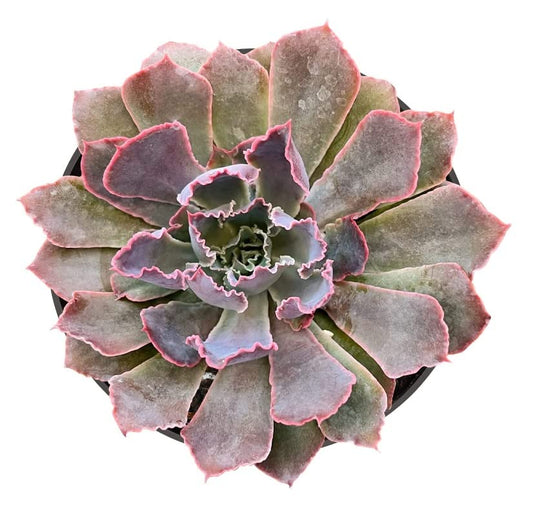 Echeveria Neon Breakers 4" Size Drought Tolerant and Easy to Grow Succulent