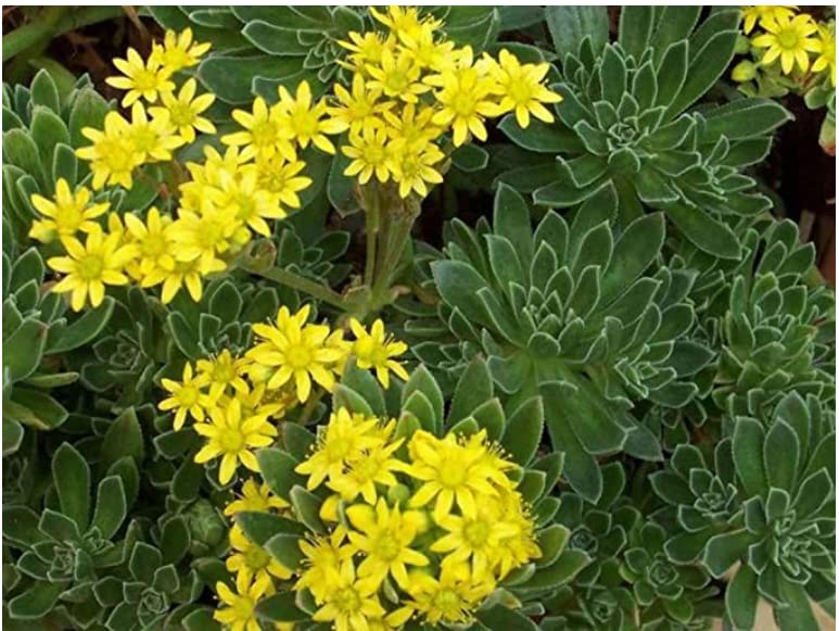 Aeonium Simsii 2 Cutting Succulent Tree Houseleek