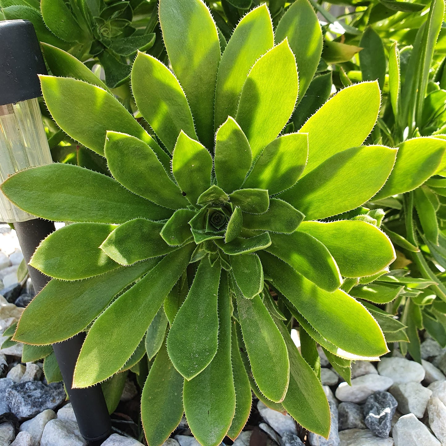 Aeonium Simsii 2 Cutting Succulent Tree Houseleek